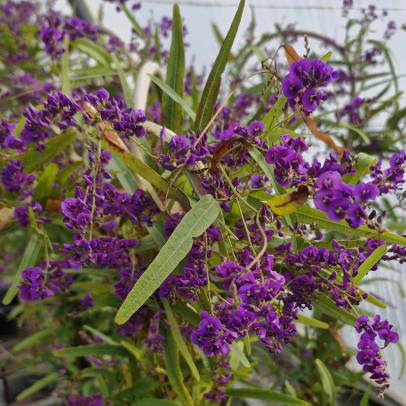 HARDENBERGIA violacea Meema