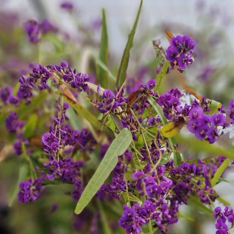 HARDENBERGIA violacea Meema HARDENBERGIA violacea Meema