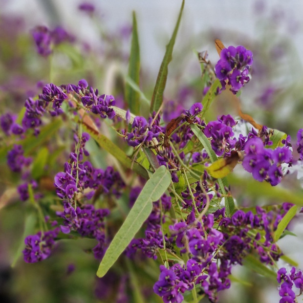 HARDENBERGIA violacea Meema