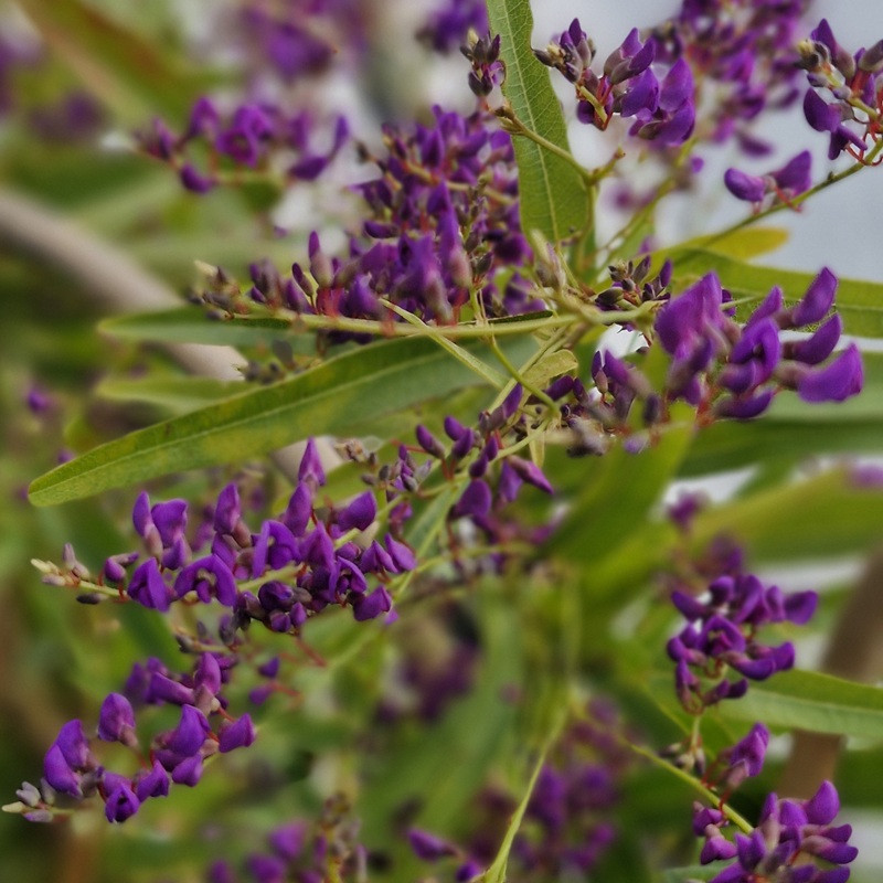 HARDENBERGIA violacea Meema HARDENBERGIA violacea Meema