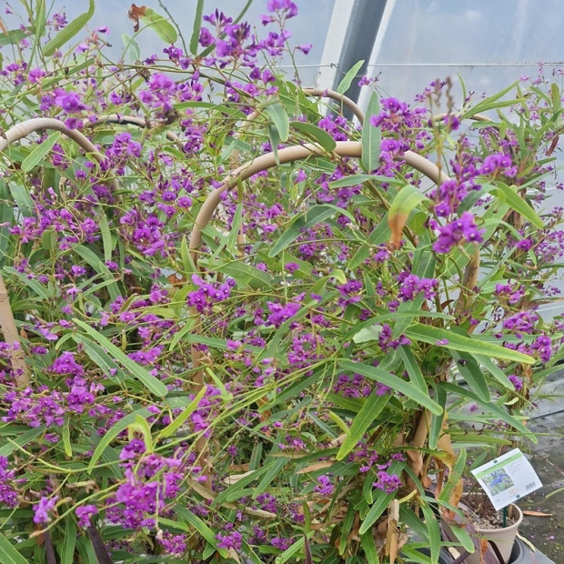 HARDENBERGIA violacea Meema