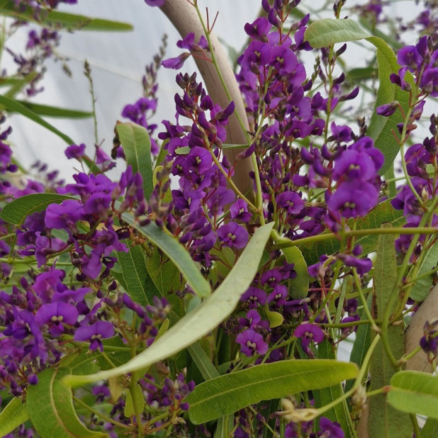 HARDENBERGIA violacea Meema
