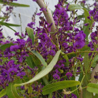 HARDENBERGIA violacea Meema HARDENBERGIA violacea Meema