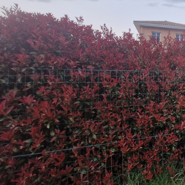 PHOTINIA x fraseri Carre rouge