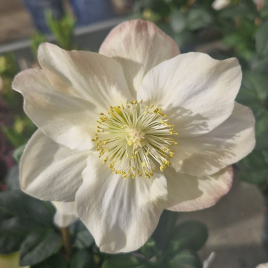 HELLEBORE niger Rose de no&euml;l