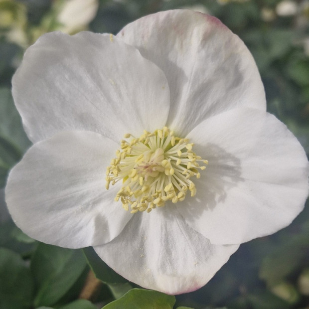 HELLEBORE niger Rose de no&euml;l