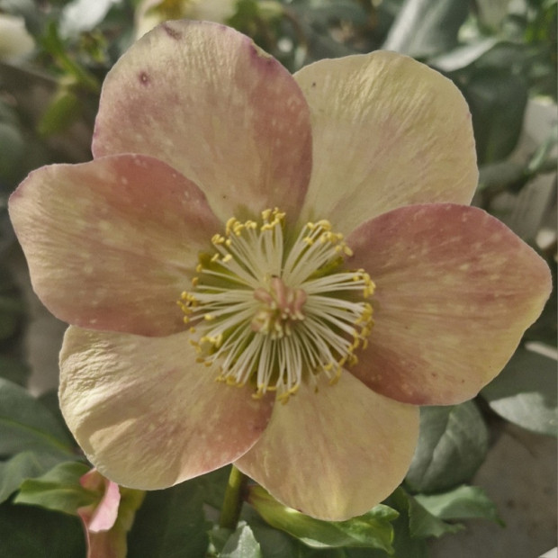 HELLEBORE niger Rose de no&euml;l