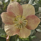 HELLEBORE niger Rose de noël HELLEBORE niger Rose de noël