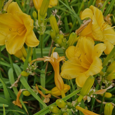 HEMEROCALLIS  Stella de oro