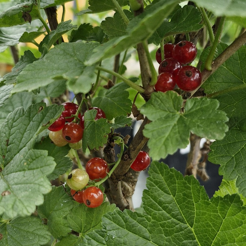 RIBES rubrum Jonckeer (groseiller)