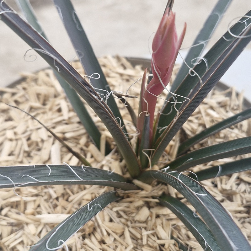 HESPERALOE parvifloria Rubra