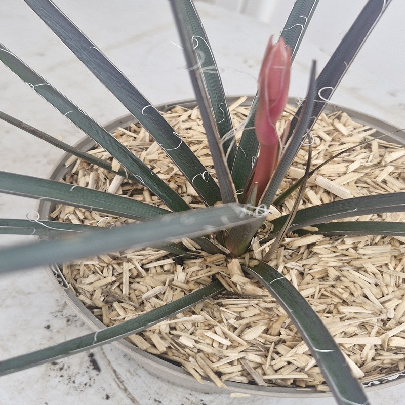 HESPERALOE parvifloria Rubra