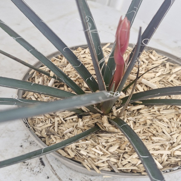 HESPERALOE parvifloria Rubra