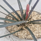 HESPERALOE parvifloria Rubra