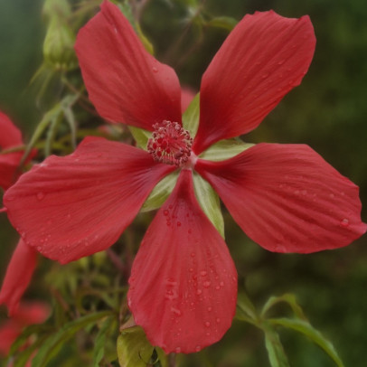 HIBISCUS coccineus