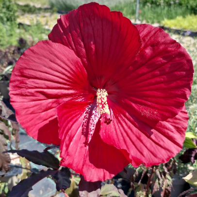 HIBISCUS moscheutos Summerific midnight marvel (rouge)