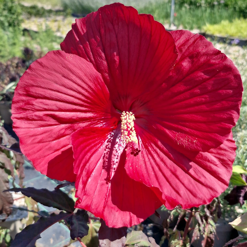 HIBISCUS moscheutos Summerific midnight marvel (rouge)