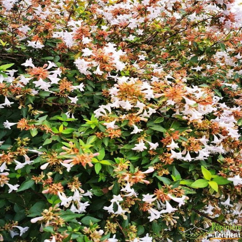 ABELIA x grandiflora