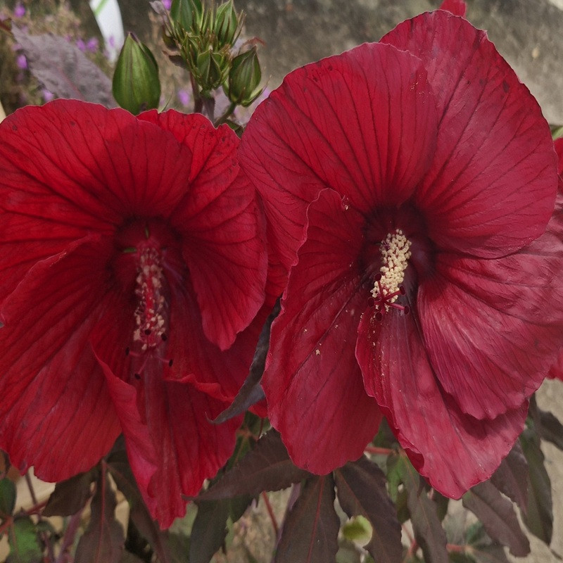 HIBISCUS moscheutos Summerific midnight marvel (rouge)