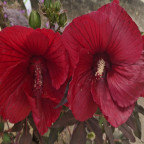 HIBISCUS moscheutos Summerific midnight marvel (rouge)