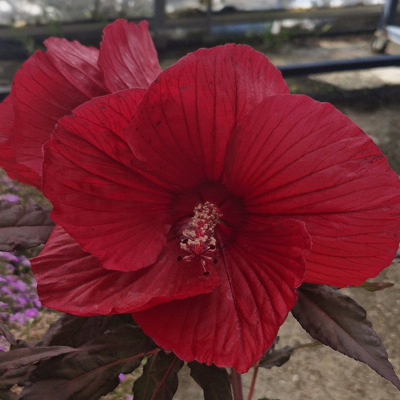 HIBISCUS moscheutos Summerific midnight marvel (rouge)