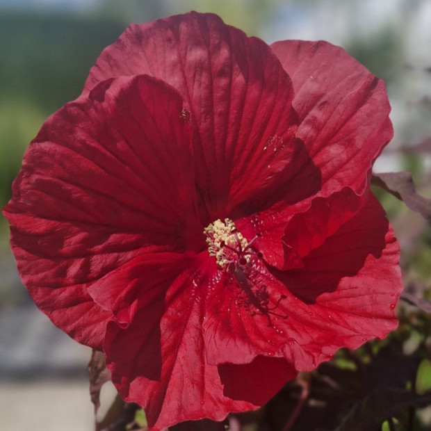 HIBISCUS moscheutos Summerific midnight marvel (rouge)