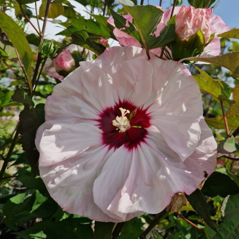 HIBISCUS moscheutos Cherry cheesecake-summerific&reg;(bi)