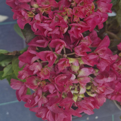HYDRANGEA macrophylla Glowing embers (rouge)
