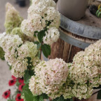 HYDRANGEA paniculata Sundae fraise