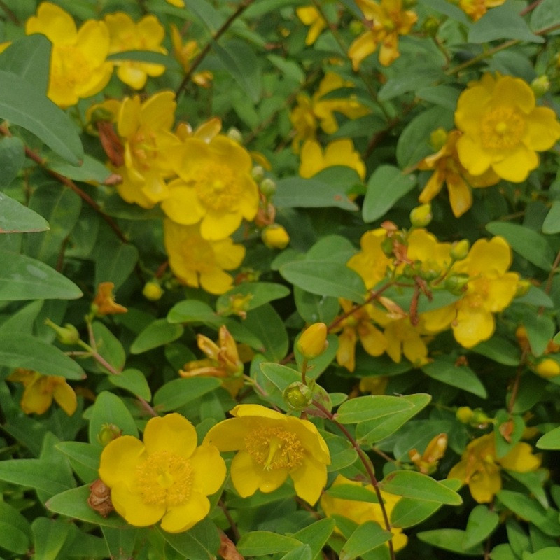 HYPERICUM patulum Hidcote