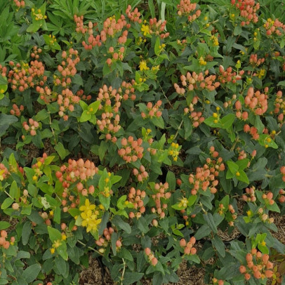 HYPERICUM inodorum Mag universe kolmuni