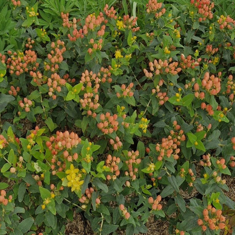 HYPERICUM inodorum Mag universe kolmuni