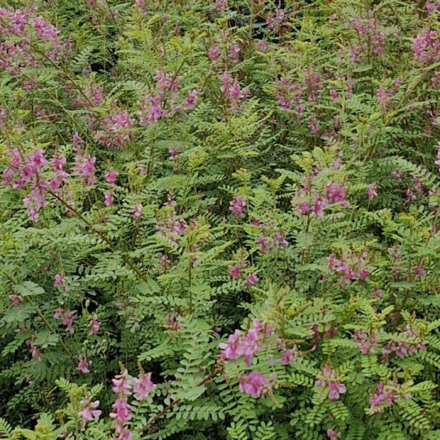 INDIGOFERA heterantha Gerardiana