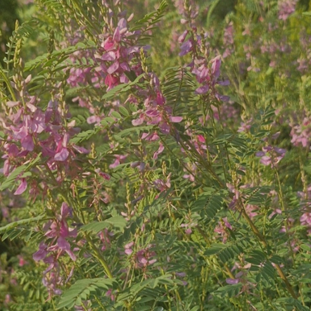 INDIGOFERA heterantha Gerardiana