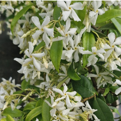 JASMINUM officinale