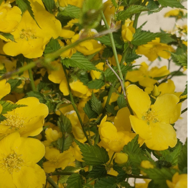 KERRIA japonica Golden guinea