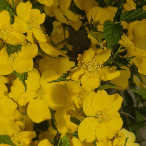 KERRIA japonica Golden guinea