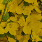 KERRIA japonica Golden guinea KERRIA japonica Golden guinea