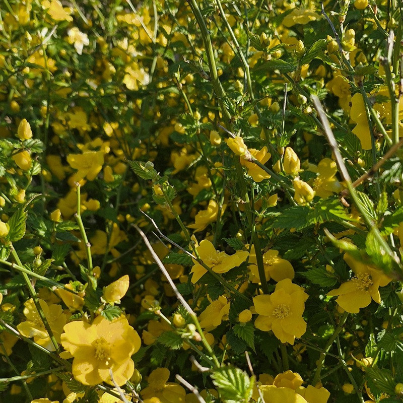 KERRIA japonica Golden guinea KERRIA japonica Golden guinea