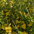 KERRIA japonica Golden guinea KERRIA japonica Golden guinea