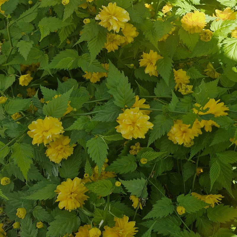 KERRIA japonica