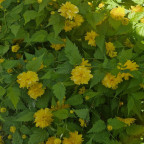 KERRIA japonica