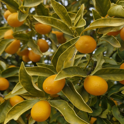 FORTUNELLA nagami (kumquat long)