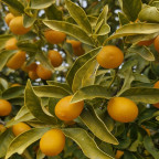 FORTUNELLA nagami (kumquat long)