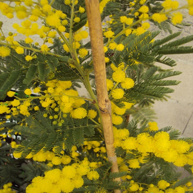 ACACIA dealbata