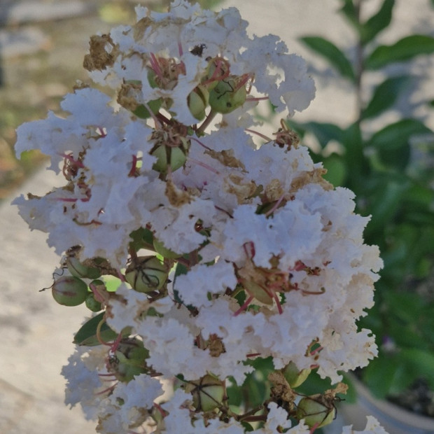 LAGERSTROEMIA indica Nivea