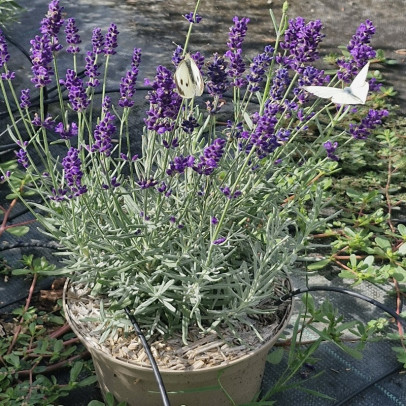 LAVANDULA angustifolia Hidcote blue