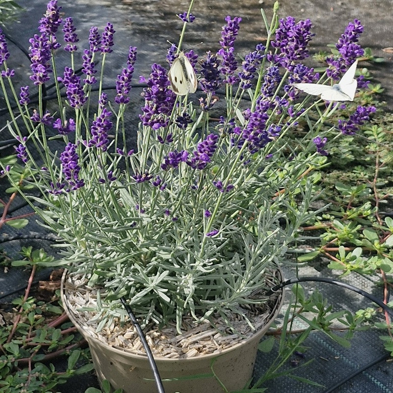 LAVANDULA angustifolia Hidcote blue
