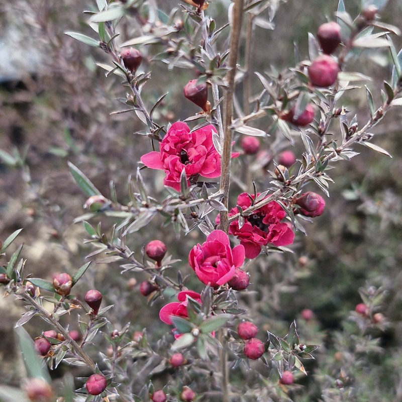 LEPTOSPERMUM scoparium Crimson glory