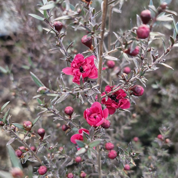 LEPTOSPERMUM scoparium Crimson glory